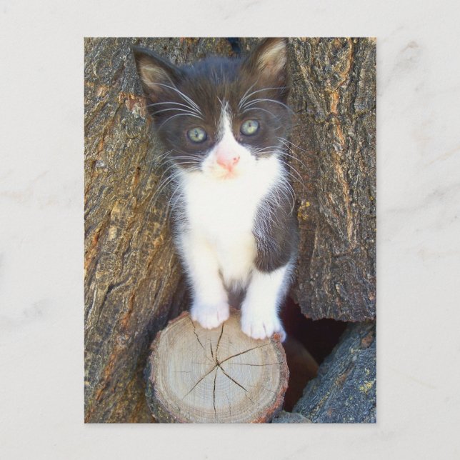 Kitten 2 vykort (Framsida)