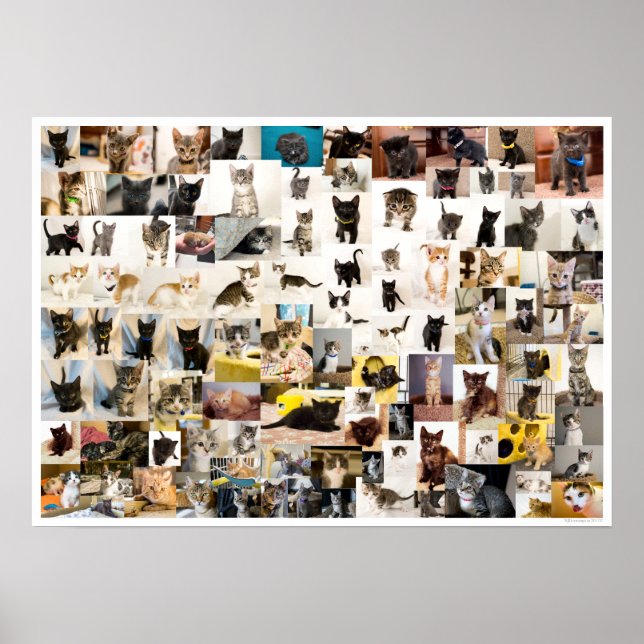 Kitten Academy 1-års Poster (Framsidan)