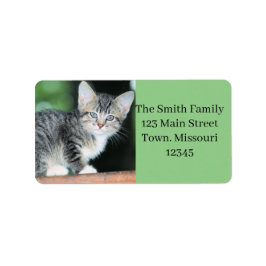 Kitten Adressetikett