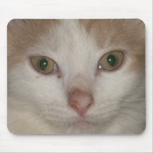 kitten ansikte 1 mousepad musmatta