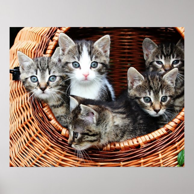 Kitten Basket Poster (Framsidan)