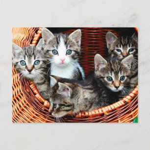 Kitten Basket Vykort