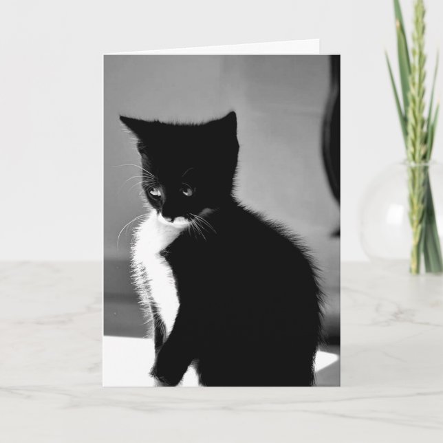 Kitten Belet-födelsedagskort Kort (Framsida)