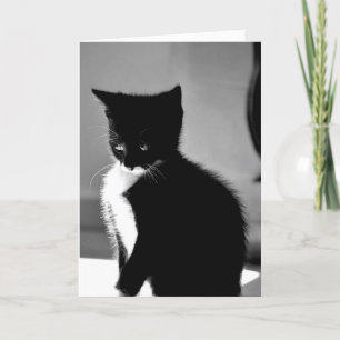 Kitten Belet-födelsedagskort Kort