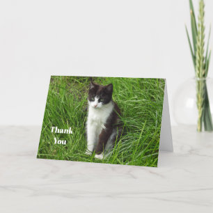Kitten Black and White Cat Photo Tack Kort