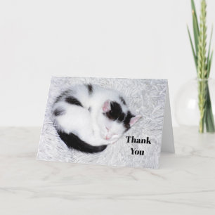 Kitten Black and White Sleeping Photo Tack Kort