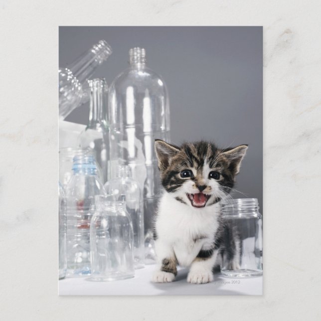 Kitten bland återvunnet flaskor och burk vykort (Framsida)