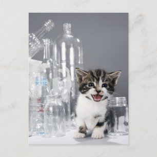Kitten bland återvunnet flaskor och burk vykort