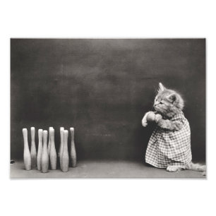 Kitten Bowling Fototryck