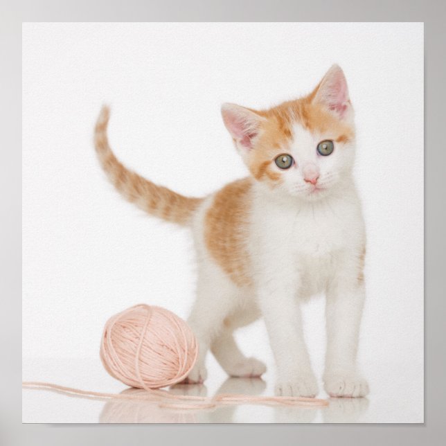 Kitten bredvid Boll i String Poster (Framsidan)