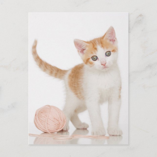 Kitten bredvid Boll i String Vykort (Framsida)