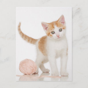 Kitten bredvid Boll i String Vykort