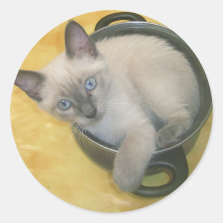 Kitten Cacciatore Runt Klistermärke