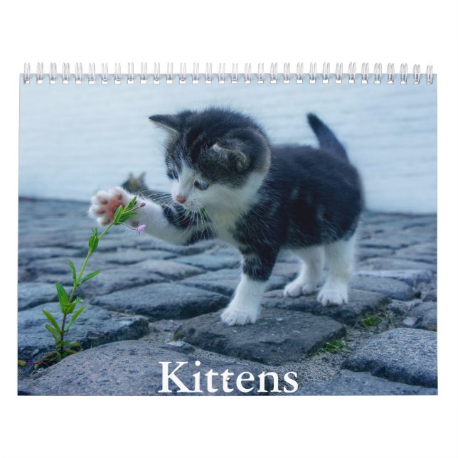 Kitten Calendar Kalender (Omslag)