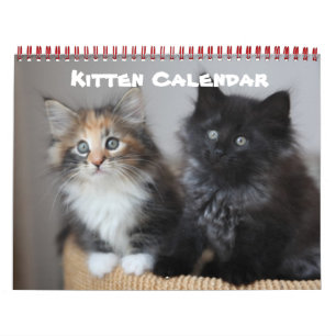 Kitten Cat Cats Baby Unge Home Destiny Destiny's Kalender