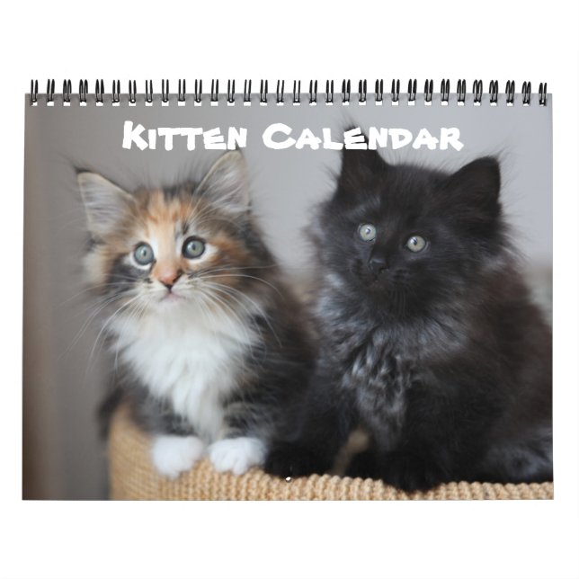 Kitten Cat Cats Baby Unge Home Destiny Destiny's Kalender (Omslag)