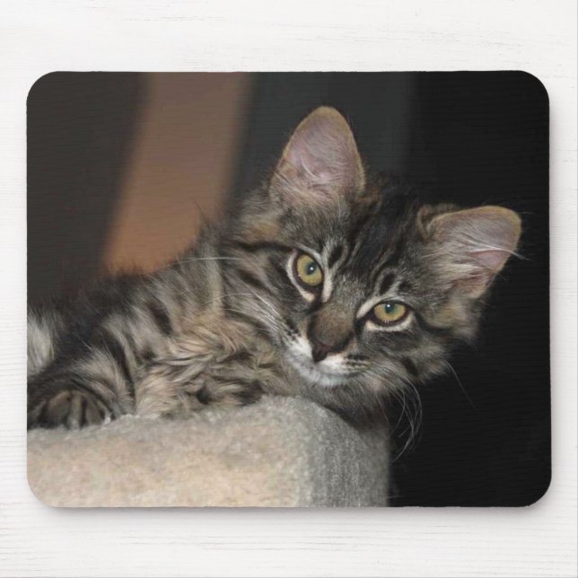 Kitten Chillins muspad Musmatta (Framsidan)