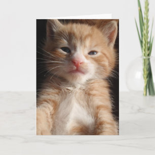 Kitten Cuteness Card Kort
