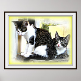 Kitten cuteness poster