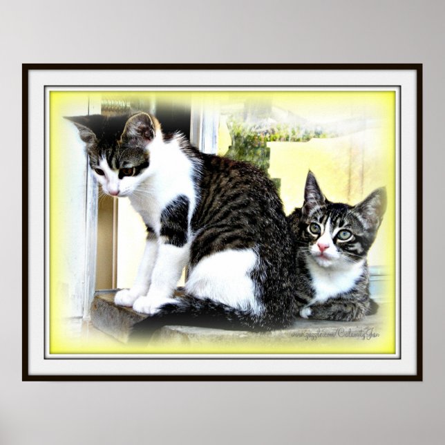 Kitten cuteness poster (Framsidan)