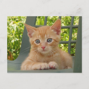 Kitten Dax vykort