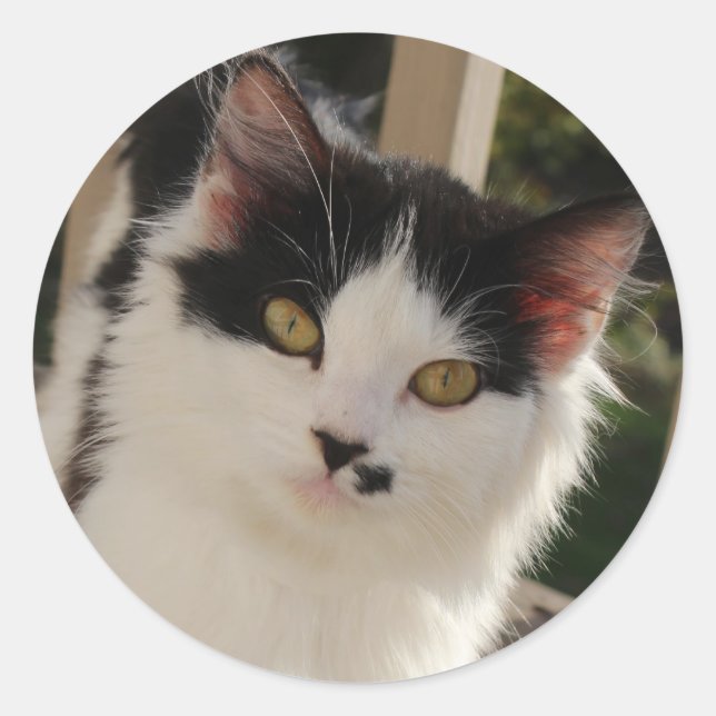 Kitten-dekal Runt Klistermärke (Framsida)