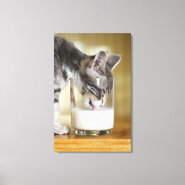 Kitten dricker mjölk från glas canvastryck (Framsida)