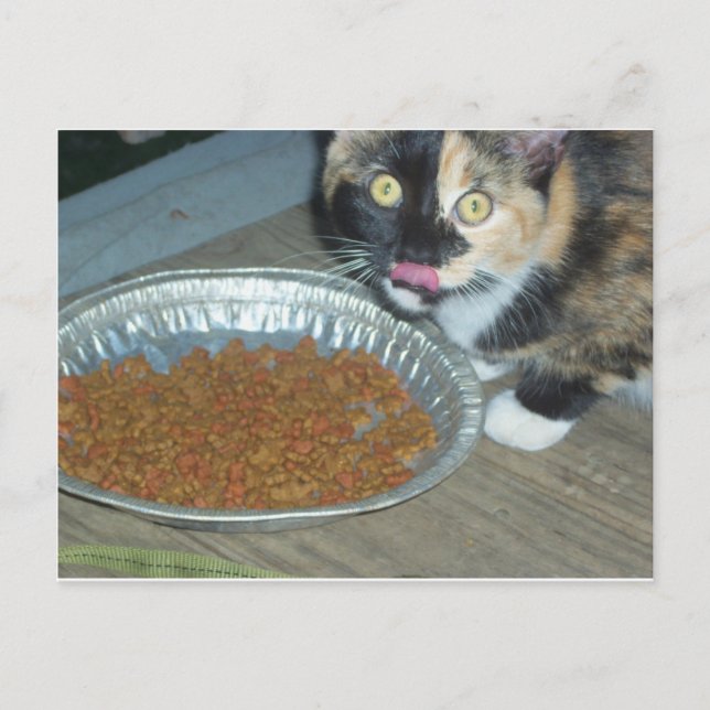 Kitten Eating Vykort (Framsida)