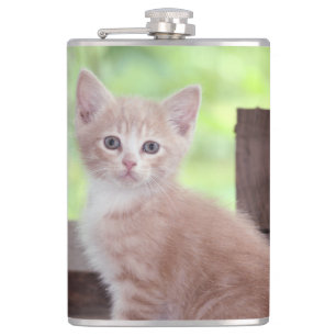 Kitten Fickplunta