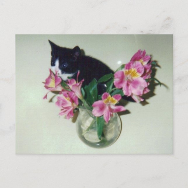 Kitten Flowers Vas vykort (Framsida)