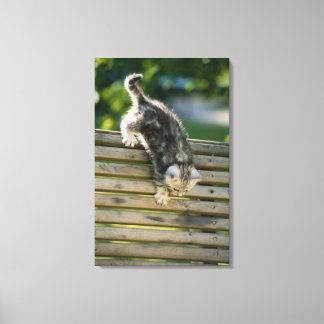 Kitten flytta ner på bänk canvastryck