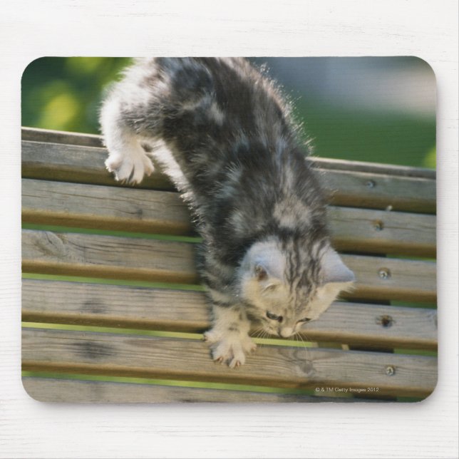 Kitten flytta ner på bänk musmatta (Framsidan)