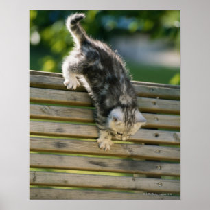Kitten flytta ner på bänk poster