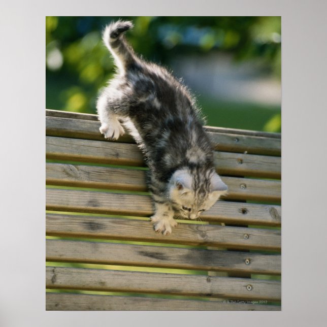 Kitten flytta ner på bänk poster (Framsidan)
