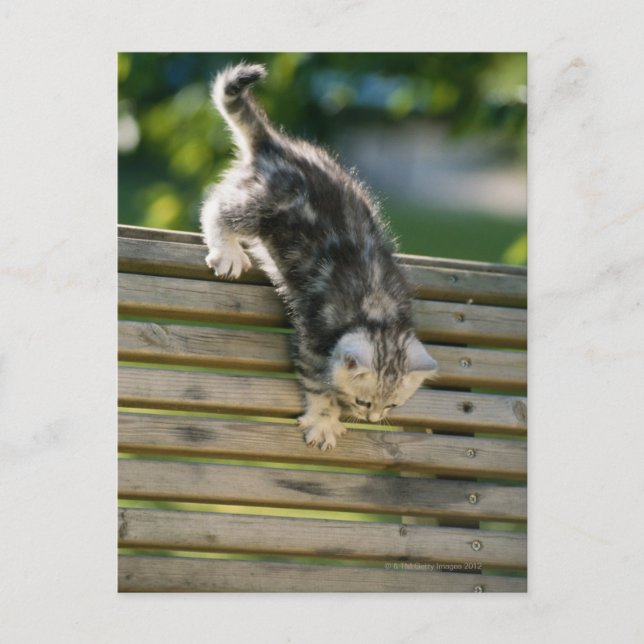 Kitten flytta ner på bänk vykort (Framsida)