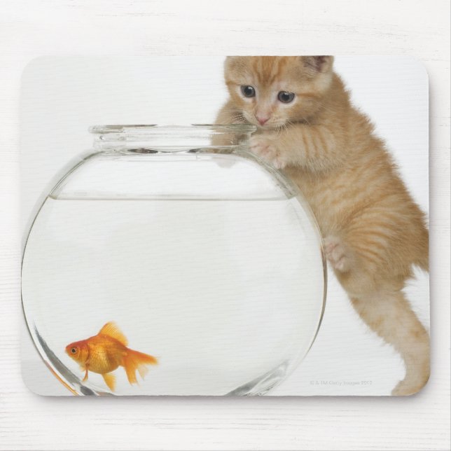 Kitten försökte ta sig till en guldfisk musmatta (Framsidan)
