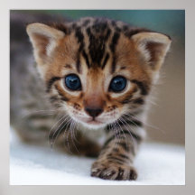 KITTEN-FOTOGRAFISKT POSTER