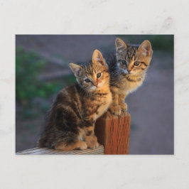 Kitten Friends Vykort