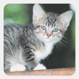 Kitten Fyrkantigt Klistermärke