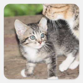 Kitten Fyrkantigt Klistermärke