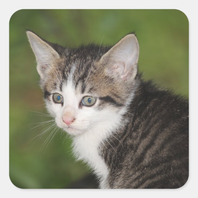 Kitten Fyrkantigt Klistermärke (Framsida)