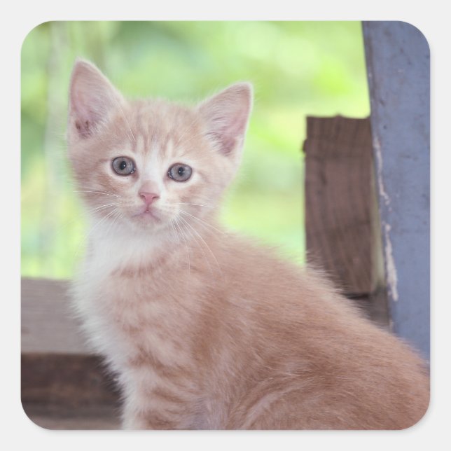 Kitten Fyrkantigt Klistermärke (Framsida)