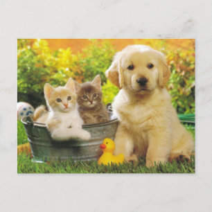 Kitten & Golden Retriever Puppy Hund Blank vykort