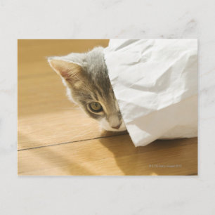 Kitten gömmer i papper säck vykort
