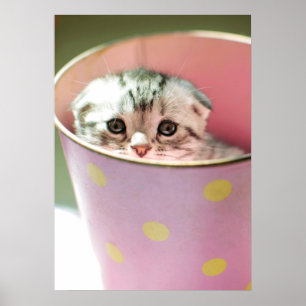 Kitten Gömmer Poster