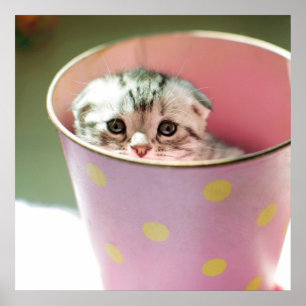 Kitten Gömmer Poster