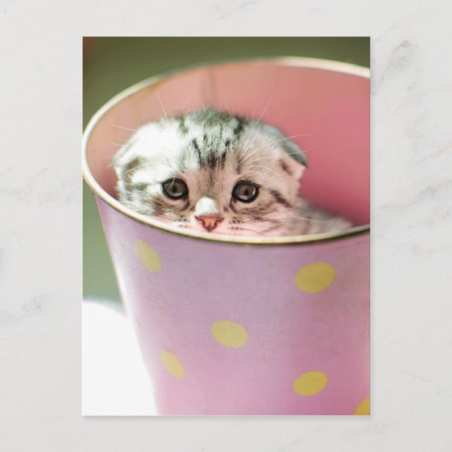 Kitten Gömmer Vykort (Framsida)