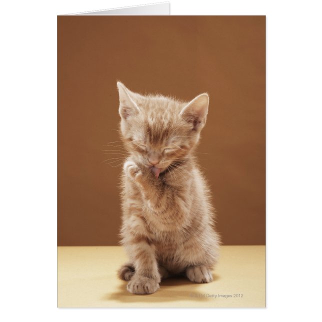 Kitten grooming hälsningskort (Framsidan)