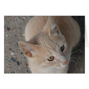 Kitten Hälsningskort