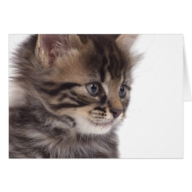 kitten hälsningskort (Framsidan Horizontal)